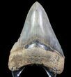 Serrated, Fossil Megalodon Tooth - Georgia #78069-1